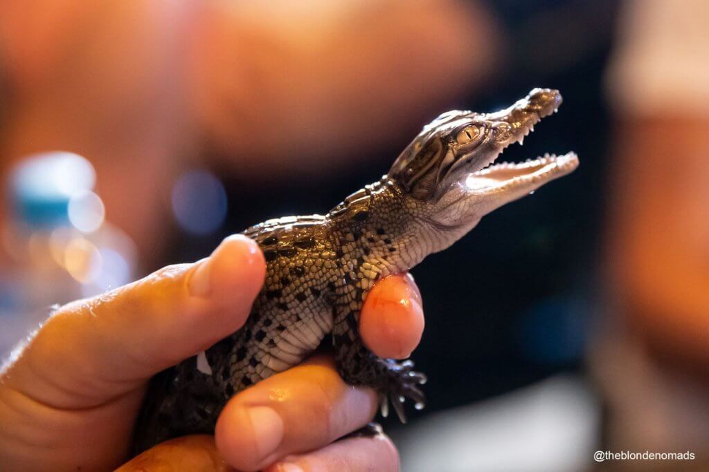 baby crocodile hatchling at Koorana Crocodile Farm crocodile, baby, capricorn coast