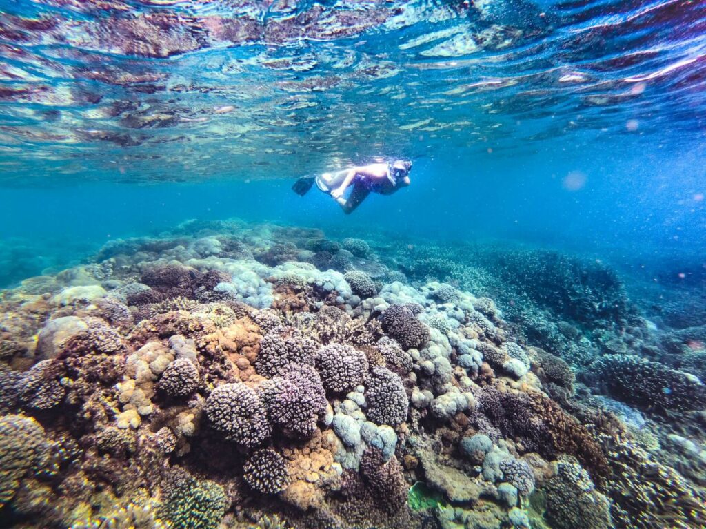 Snorkelling the Southern Great Barrier Reef - coral coral, alive, Keppel Bay, Yeppoon