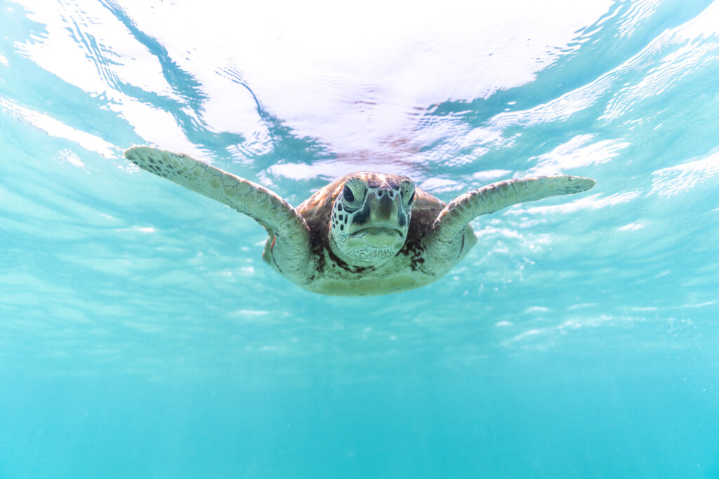 turtle keppel islands