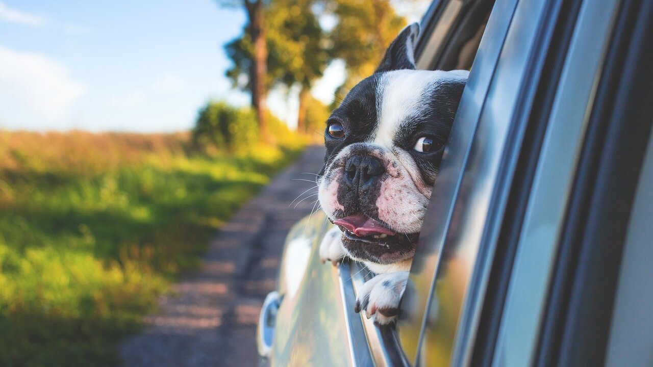 dog 1850465 1280