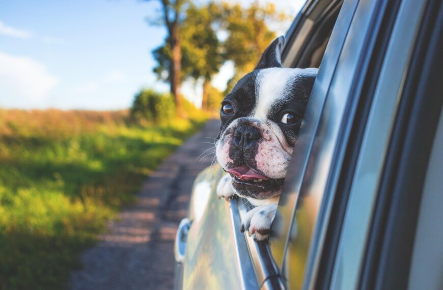 Paws & Play: Dog-Friendly Stays and Beaches along the Capricorn Coast